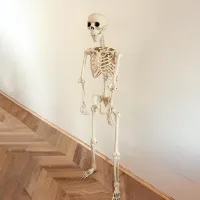 Life-Size Posable Skeleton Halloween Prop thumbnail 5