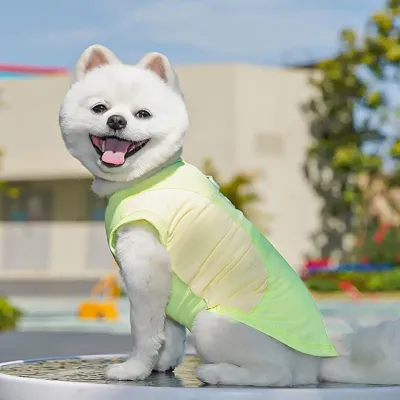New Summer Cooling Dog T-Shirt Ice Silk Fabric Sun Protection Dog Tee Soft Breathable Quick-Dry Tee Shirt for Small Medium Dogs
