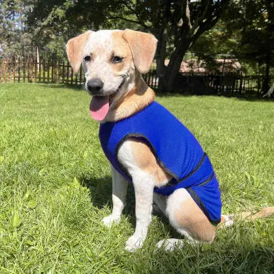 Dog Cooling Vest Breathable UV Protection Ice Shirt Gentle Skin-Friendly Pet Cooling Tank Top For Small Medium Large Dogs supply