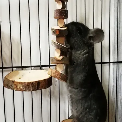 Hamster Rabbit Chew Toy Natural Wood Sticks for Small Pet Chinchilla Guinea Pigs Squirrels Tooth Grinding Toy Pet Supplies