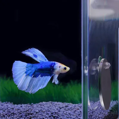 Aquarium Betta Mirror Fish Tank Floating Round Mirror for Fish Betta Flowerhorn Cichlid Training