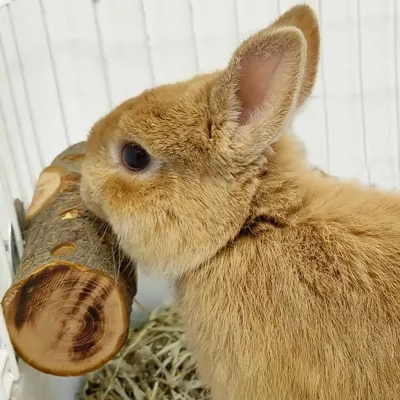 Small Animal Chew Toy Natural Apple Wood for Rabbits Hamsters Parrots Anti Bite Molar Stick Cage Wooden Stand Exercise Station