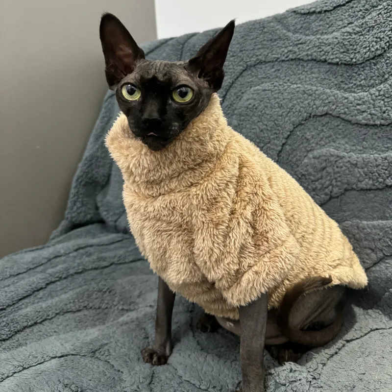 Arctic Velvet Cat Sweater 4