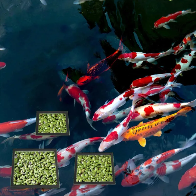 Aquarium Floating Plant Ring Foam Barrier 2