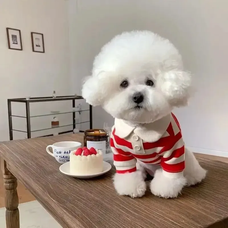 Cooling Polo Vest for Dogs 1