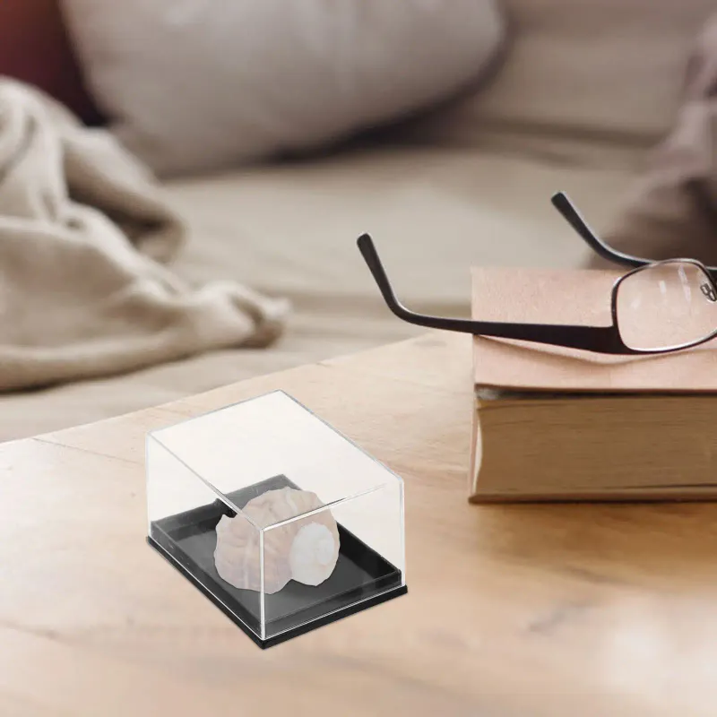4Pcs Clear Specimen Display Boxes 2