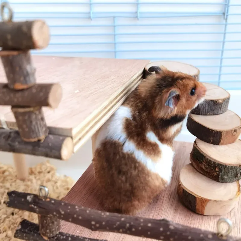 Hamster Climbing Platform Playground 3