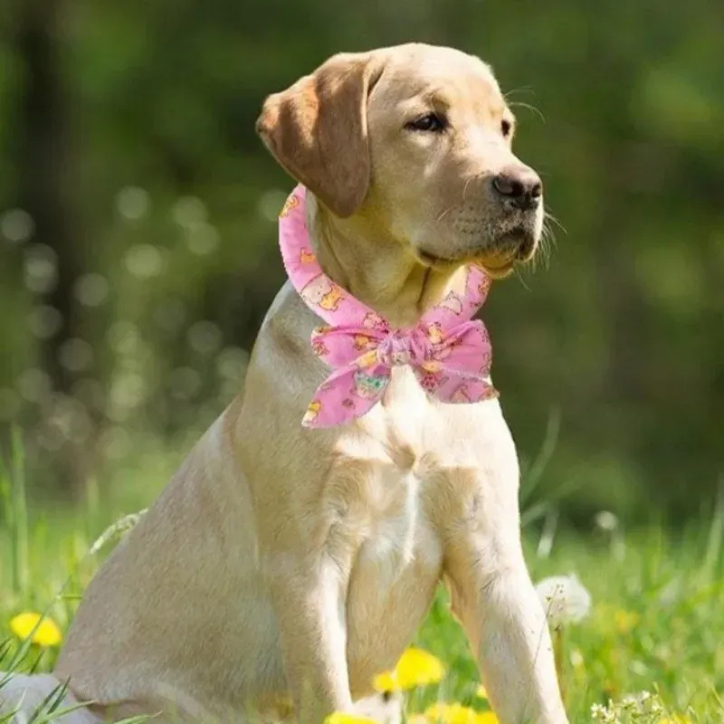 Cooling Scarf Ice Collar for Pets 2