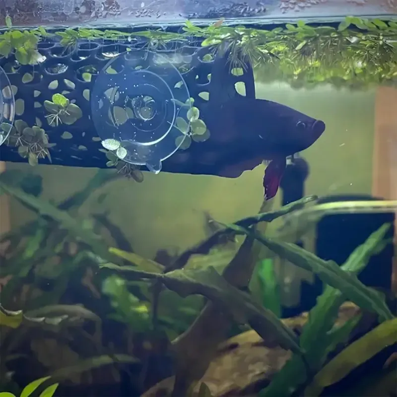 Betta Fish Hideout Tube Ornament 6
