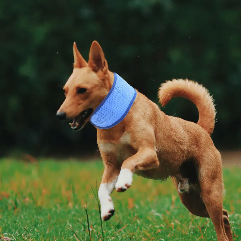 Dog Cooling Collar Bandana 6