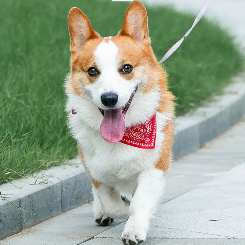 Adjustable Pet Bandana Saliva Towel 4