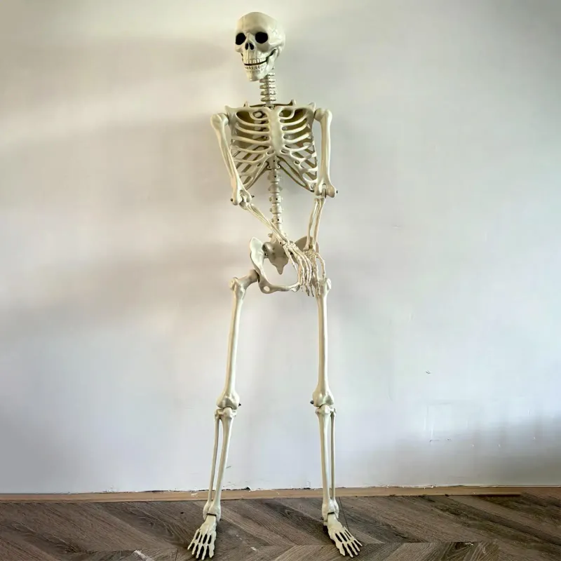 Life-Size Posable Skeleton Halloween Prop 1