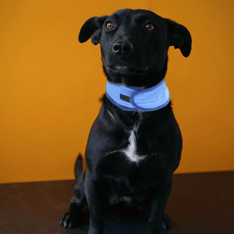 Adjustable Dog Cooling Bandana 6