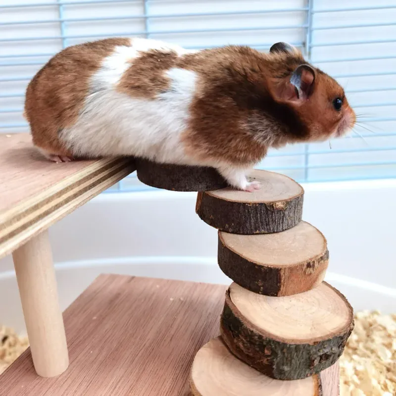 Hamster Climbing Platform Playground 2