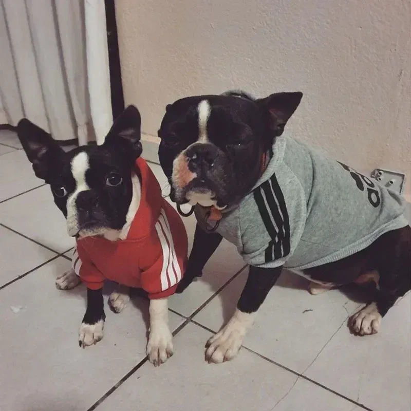 Winter Sport Hoodie Dog Coat 2