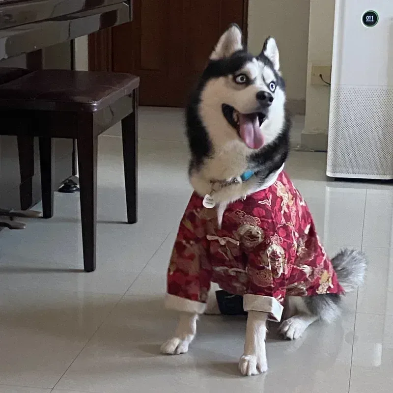 Chinese New Year Tang Suit Dog Costume 4