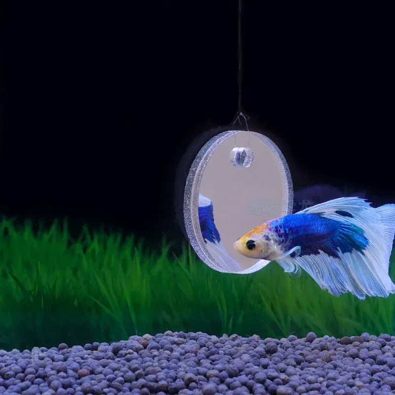 Floating Betta Fish Tank Mirror 2