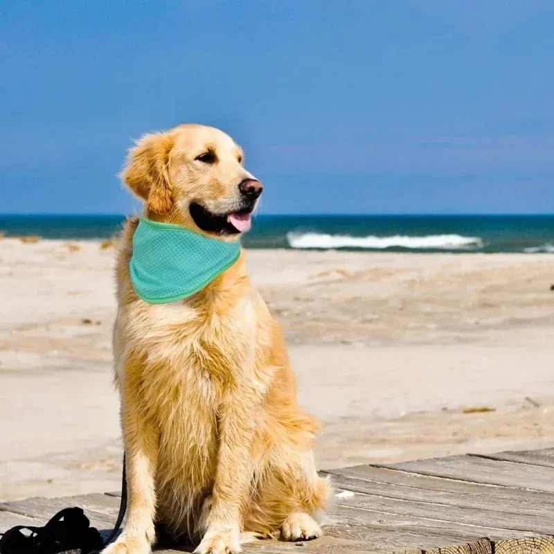 Cooling Bandana for Dogs 6
